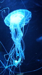 Coral Reefs and Marine Life: A Colorful World Beneath the Ocean and the Ethereal Beauty of Jellyfish