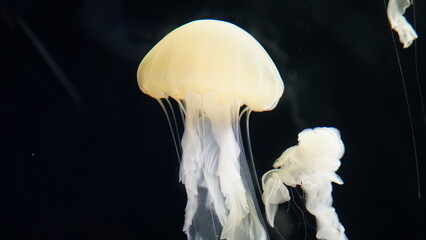 Coral Reefs and Marine Life: A Colorful World Beneath the Ocean and the Ethereal Beauty of Jellyfish