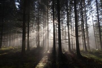 Naklejka premium Serene Sunrise in a Misty Woodland with Light Breaking Through the Fog