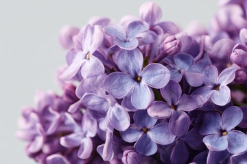 Delicate lilac flower cluster showcasing vibrant petals for invitations and elegant decorative designs