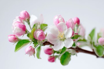 Stunning apple tree branch adorned with delicate pink and white blossoms in spring, ideal for nature lovers and floral themes in design projects