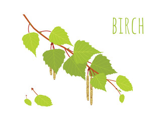 Birch tree set. Birch branch with leaves and catkins, fresh green leaves, lettering. Vector illustration on white background for nature design and botanical projects.