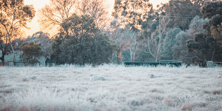 Sheep lying in frosty field on cold winter morning as the sun comes up