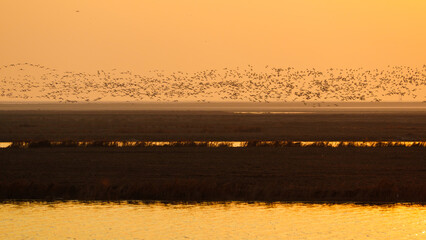 The orange sky and water in winter, the spectacular sight of flocks of birds flying over the...