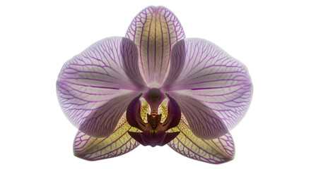 Fototapeta premium Closeup of a Purple Orchid Flower with Visible Veins on White Background