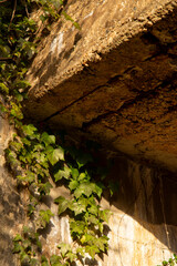 Ivy Climbing a Sunlit Concrete Wall