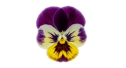 Closeup of a vibrant pansy flower with purple and yellow petals