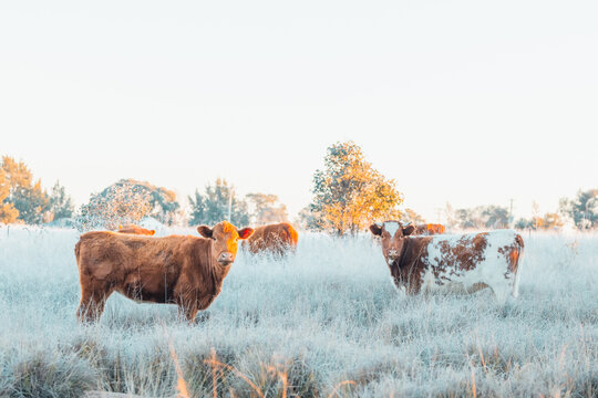Mixed breeds of cattle grazing in frost covered field on cold winter morning