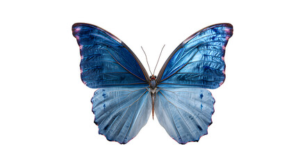 Blue Morpho Butterfly, isolated on transparent background