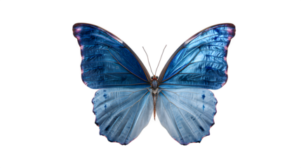 Blue Morpho Butterfly, isolated on transparent background