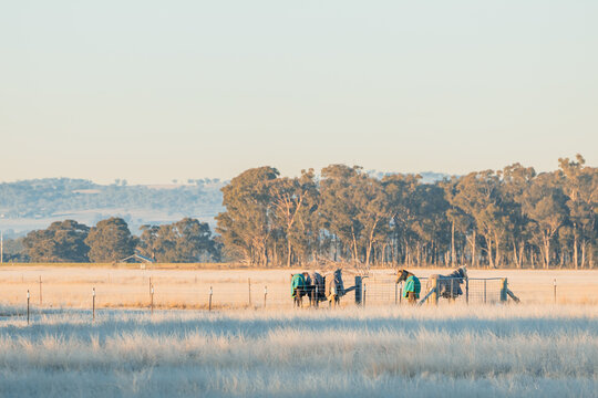 Horses with rugs standing along fence in frost covered paddock