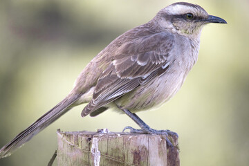 The field thrush is a species of papaya. It is famous for its vast repertoire of songs, which include imitations of other species.