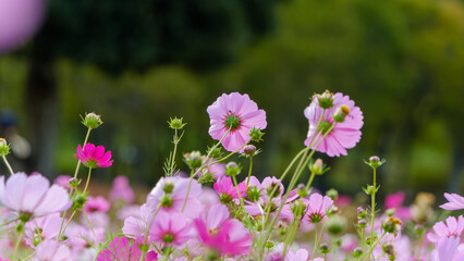 満開のピンク色のコスモス畑と緑の背景