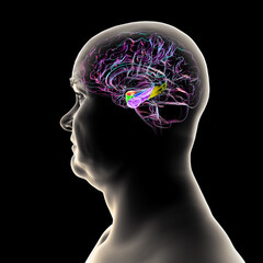 Human brain mid-section with highlighted amygdala (red), hippocampus (blue), parahippocampal gyrus and associated cortices: perirhinal (green), entorhinal (purple), parahippocampal (yellow).