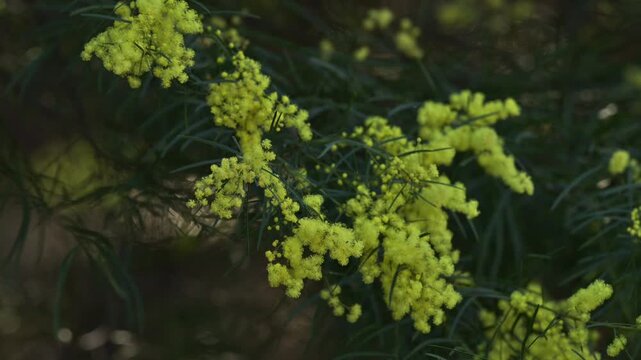 Yellow wattle bush blowing in the wind at Queensland, Australia.