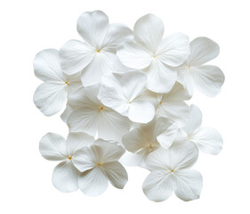 Fototapeta premium Close up view of a cluster of elegant white hydrangea blossoms on transparent background