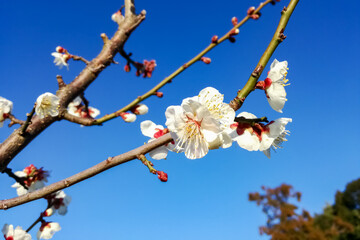 青空に映える白梅の花