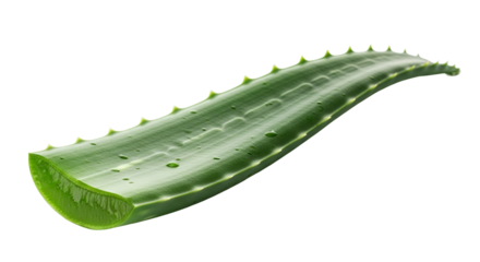 Fresh Aloe Vera Leaf Cutout Natural Herbal Medicine Ingredient