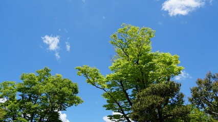 Japanese Garden Yūraku-en, Inuyama, Aichi, Japan