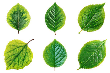 Green Leaves Showcase: An aesthetic arrangement of six vivid green leaves, each flaunting unique textures and patterns