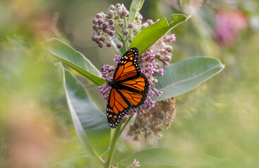 Monarch butterfly