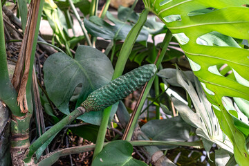 Monstera deliciosa, false philodendron with delicious fruit, plant of the araceae family, native to...