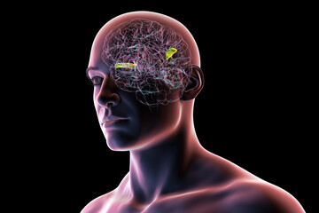 Obraz premium Human brain with the transverse temporal gyri, 3D illustration