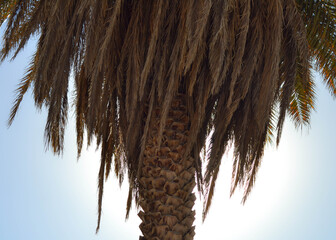 silhouette of palm tree on the beach