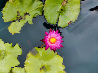 The pink lotus is blooming with green leaves in the pond beautiful nature.