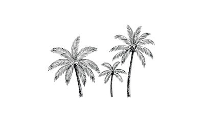 Obraz premium Monochrome palm tree trio in sketch style with black ink detailing. Vector retro hand drawn illustration