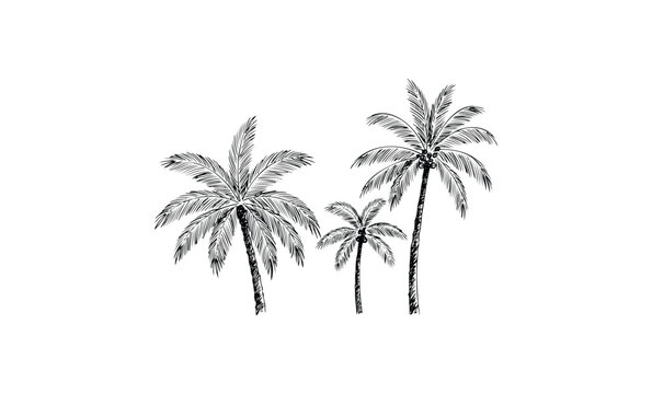 Monochrome palm tree trio in sketch style with black ink detailing. Vector retro hand drawn illustration