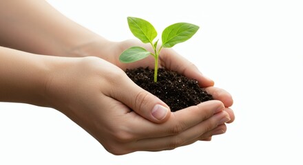 A young green seedling sprouting from fertile soil held in cupped hands, symbolizing growth, care, and a sustainable future.
