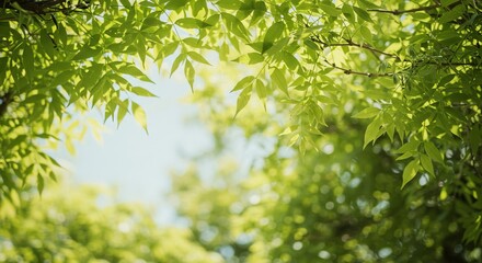 Fototapeta premium Sunlight filtering through lush green foliage