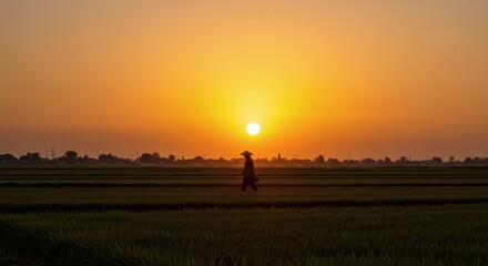 Fototapeta premium Farmer walking through a rice field at sunrise, bathed in golden light