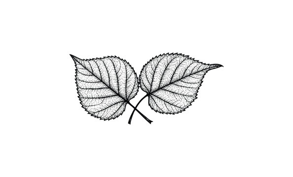 Detailed black and white sketch of two overlapping leaves on white background. Vector retro hand drawn illustration