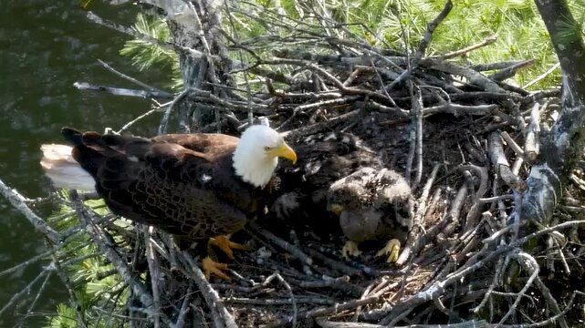 A bald eagle flies away from her baby chicks in a nest located among trees, overlooking a flowing river. The mother eagle watches protectively over her young.