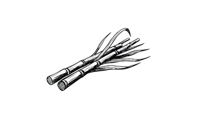 Plakat Hand-drawn sugarcane stalks on white background. Vector retro hand drawn illustration