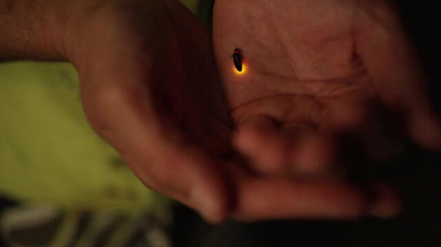 Firefly insect on the palm of your hand in the evening. shimmering and preparing to fly. Beauty, nature, details.