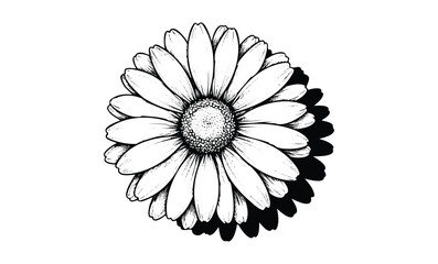 Fototapeta premium Intricate black and white daisy illustration with detailed petals. Vector retro hand drawn illustration