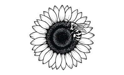 Fototapeta premium Bee on sunflower: black and white illustration of nature and pollination. Vector retro hand drawn illustration