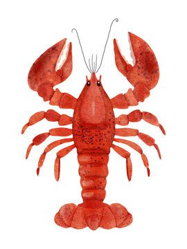 Lobster hand drawn watercolor clipart. Isolated image on transparent background.