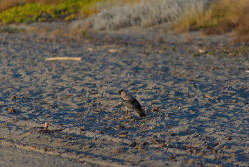 A single hooded crow with black and grey feathers walks across a dry, sandy, and uneven ground in natural daylight.