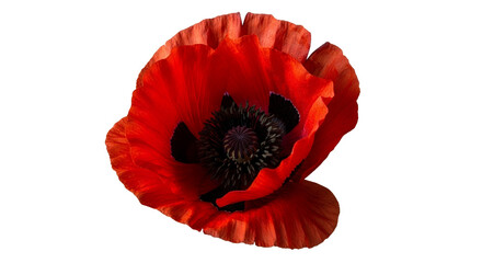 Red Poppy Flower Blossom CloseUp Isolated on White Background