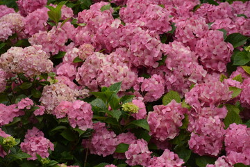 Large hydrangea bush on a cloudy day in the garden