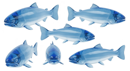Rendered blue salmon fish collection isolated on a white background showing various angles for educational or commercial use
