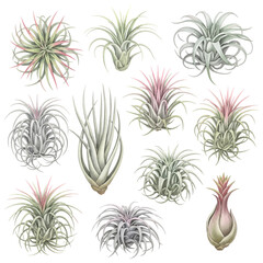 Fototapeta premium Watercolor Tropical Plants | Clean, Natural Illustrations for Creative Projects