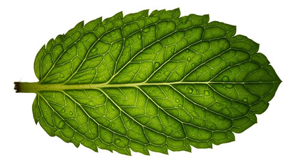 Single Green Leaf with Water Droplets Detailed Macro View
