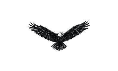 Fototapeta premium Detailed black and white drawing of a majestic bald eagle in flight. Vector retro hand drawn illustration