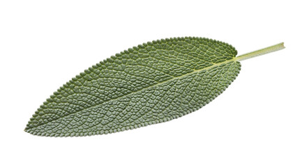 Single Sage Leaf Green Herb Culinary Ingredient CloseUp Studio Shot
