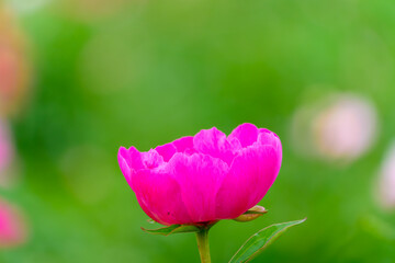 新緑の中に咲く一輪のピンク色の芍薬